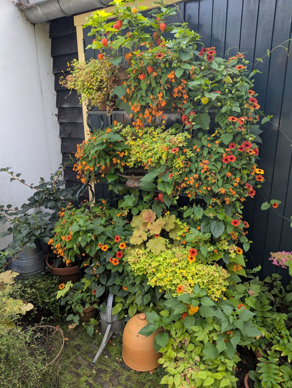 orange flowers, lantern seedpods, warm-color container display, dark garden wall, terracotta pots, Dutch garden