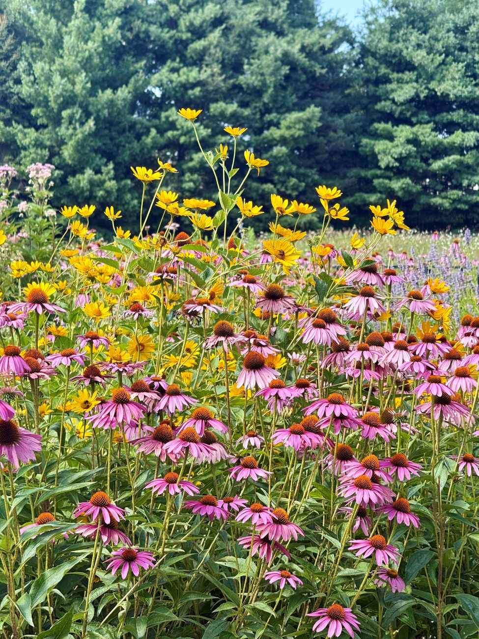 purple coneflowers, false sunflower, pink and yellow flowers, native pollinator garden