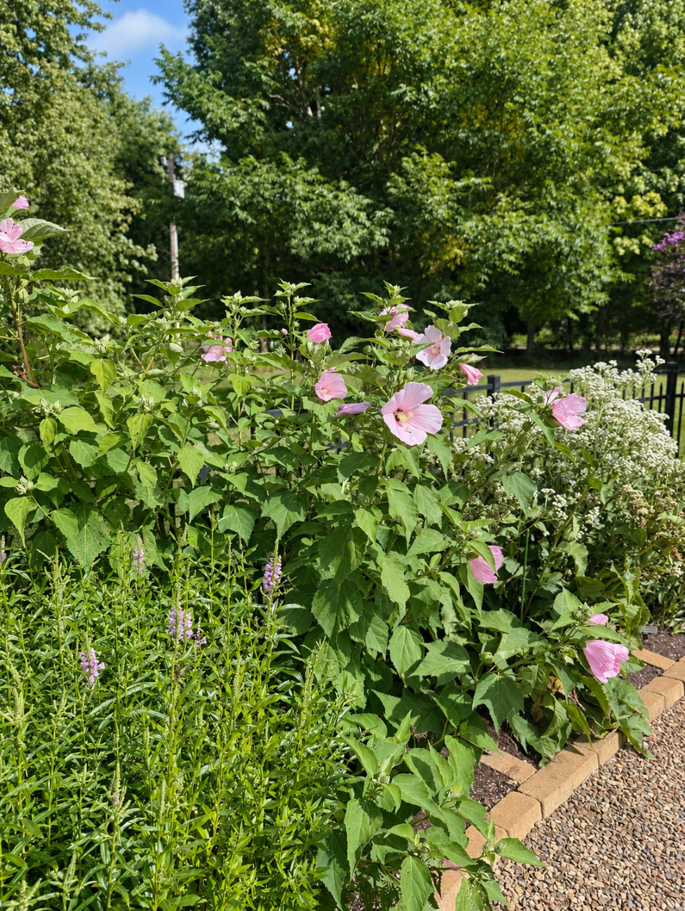 pink swamp rose mallow, obedient plant, white-flowering native perennials, brick-edged garden bed