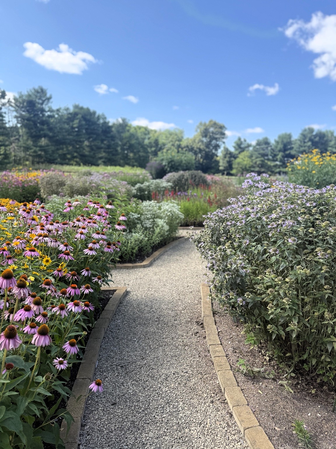 gravel paths, native perennial garden, clustered mountain mint, yellow flowers, purple coneflowers
