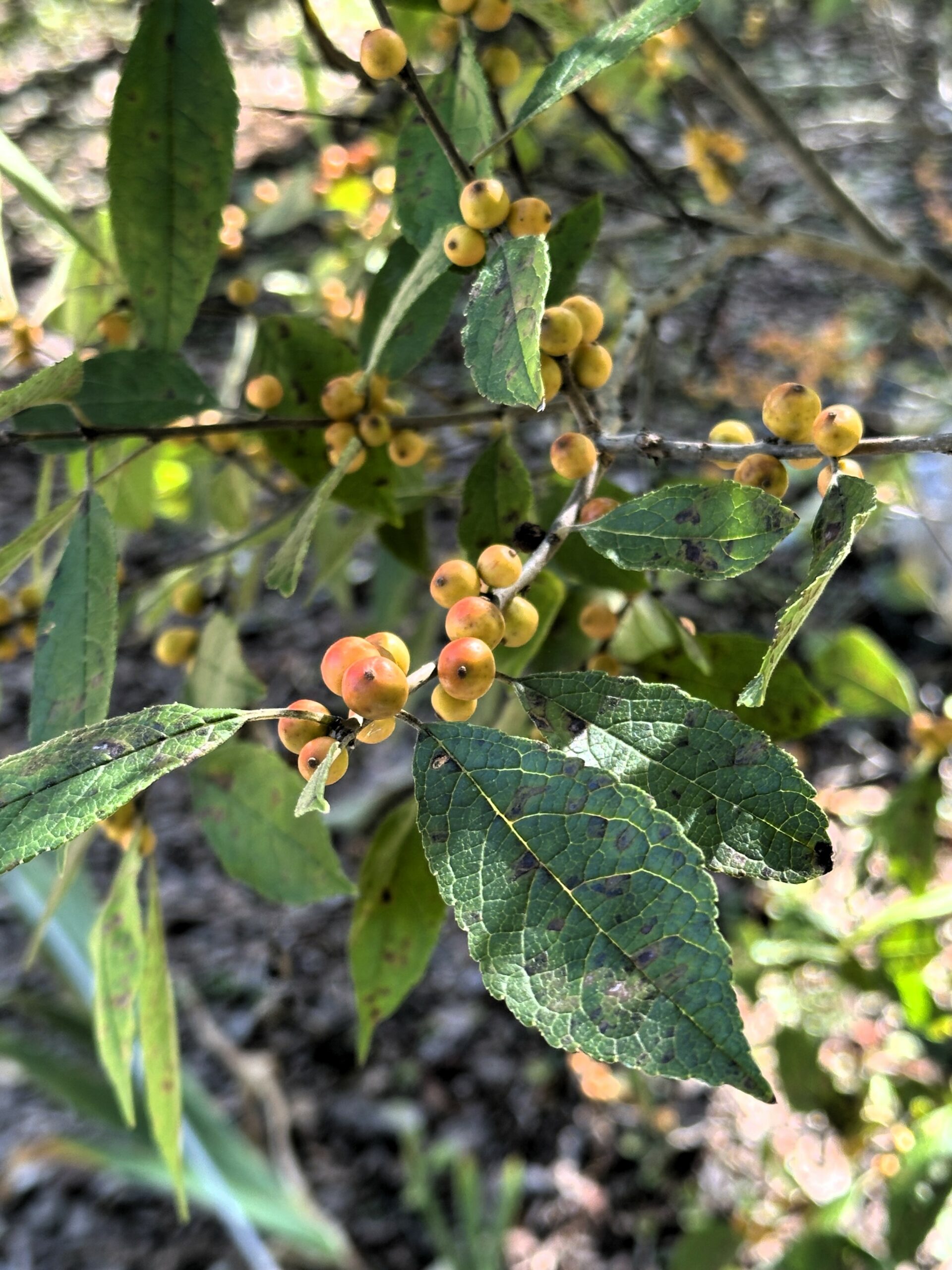 Holly (Ilex cvs.) covered in bright red fall berries with dark spotting on green foliage