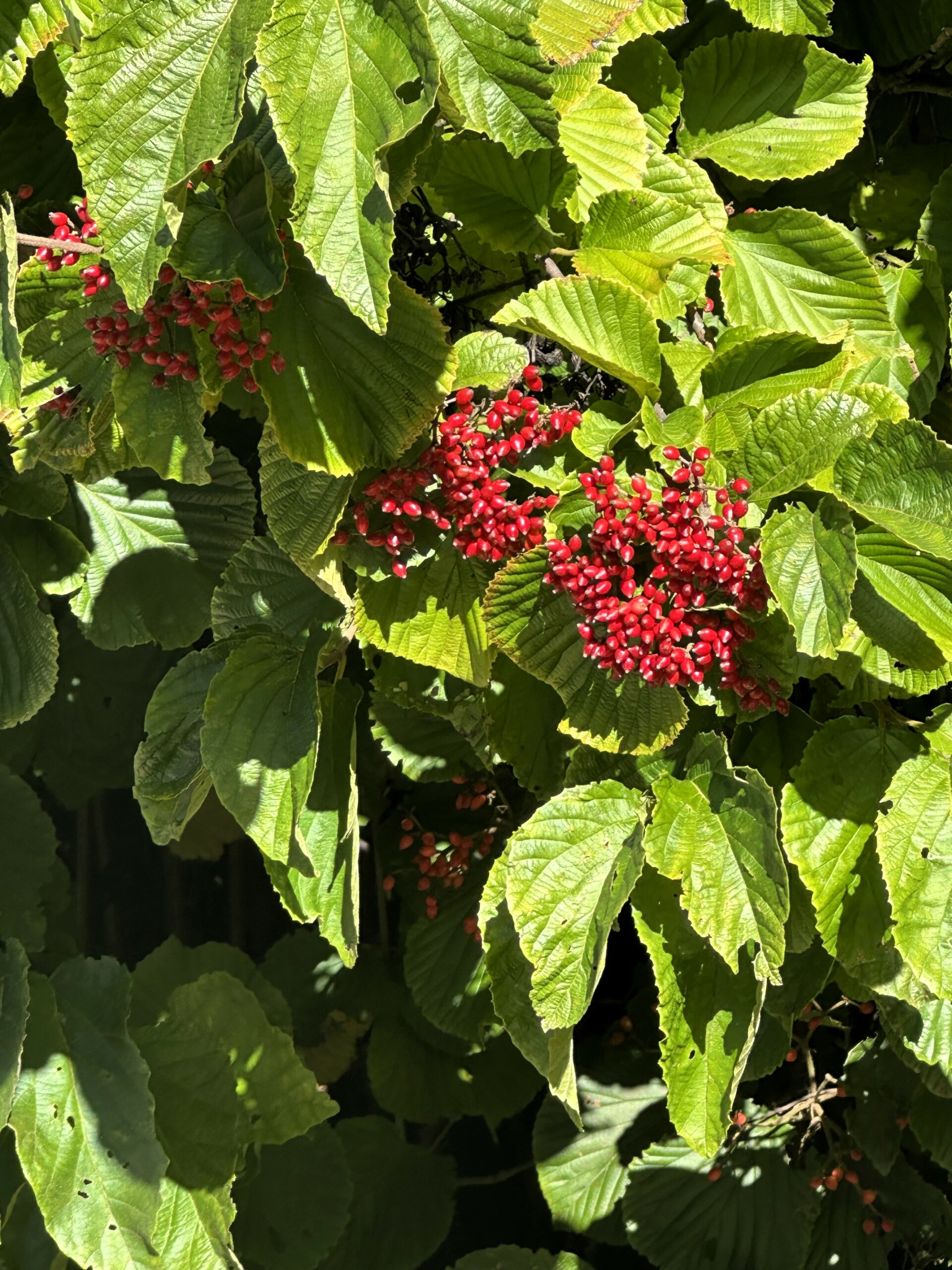 viburnum, Viburnum cvs., dark berries, green foliage, berry-producing shrub, fall garden