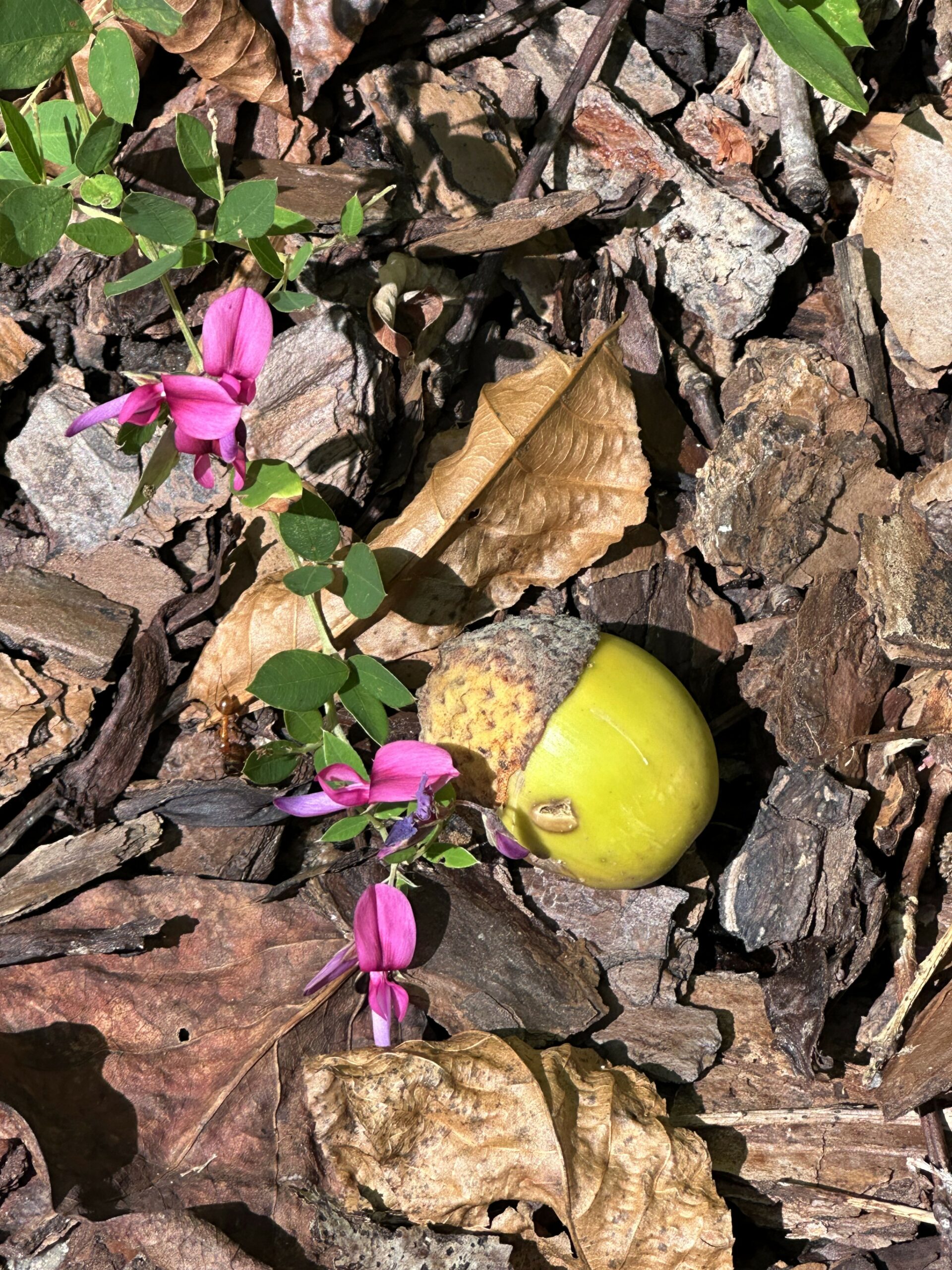 shrub bush clover, Lespedeza bicolor, pink pea-like flowers, trifoliate foliage, fallen acorn, botanical garden
