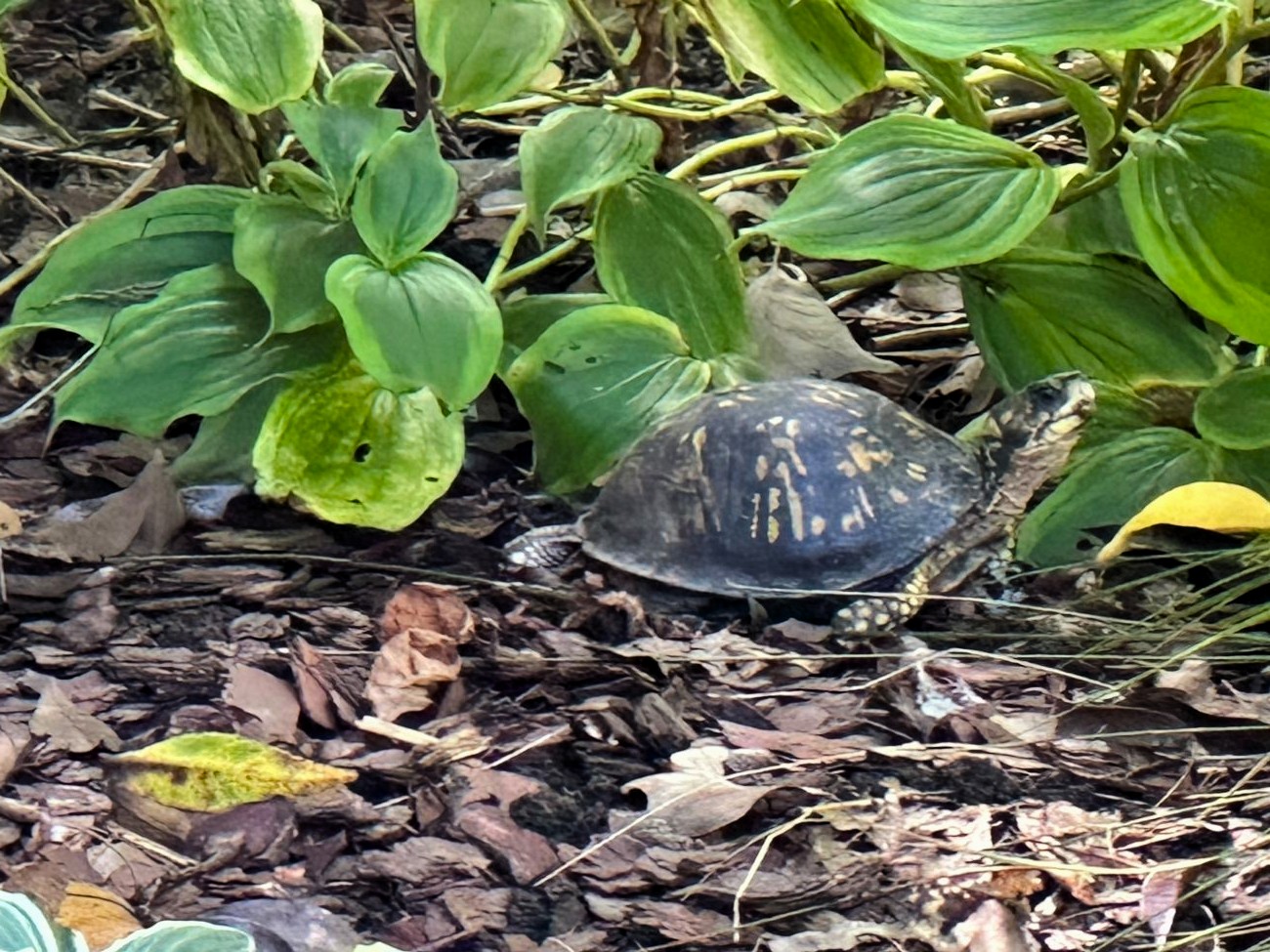 turtle, green foliage, fallen leaves, shaded garden bed, garden wildlife, botanical garden