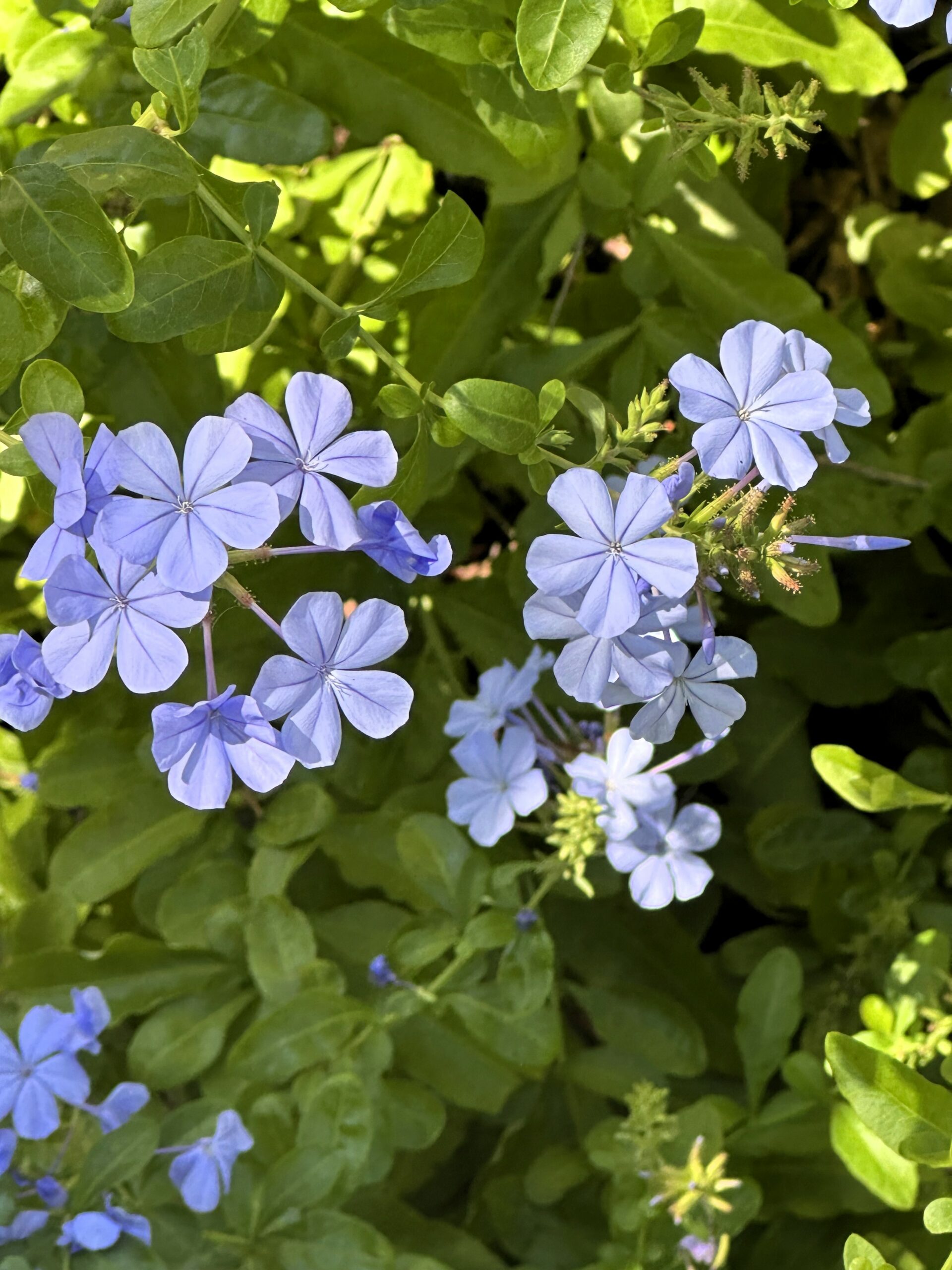 Cape leadwort, Plumbago auriculata, pale blue flowers, green foliage, flowering shrub, botanical garden