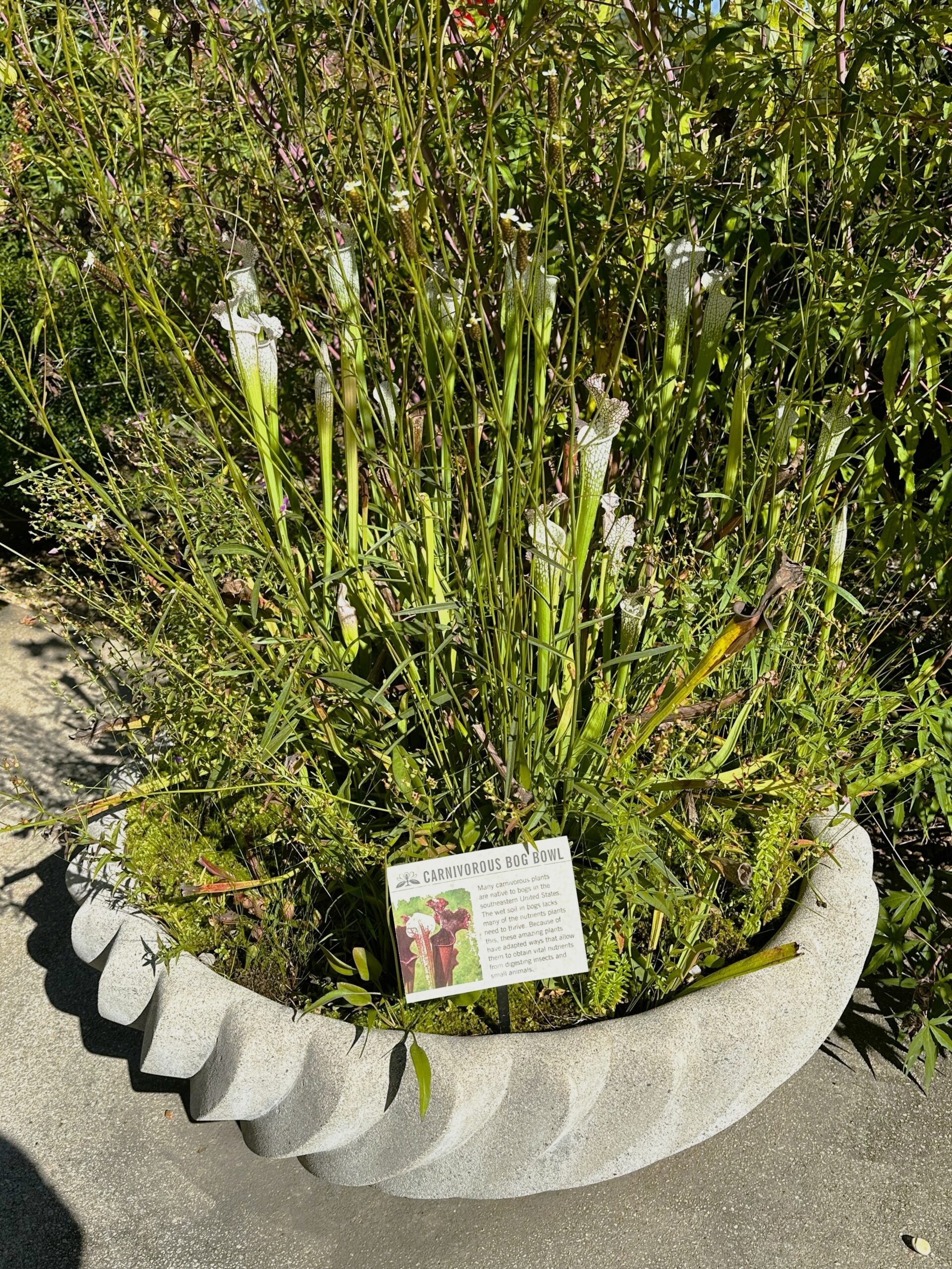 pitcher plants, Sarracenia cvs., carnivorous plants, tubular pitchers, bog garden, container planting, Atlanta Botanical Garden Gainesville