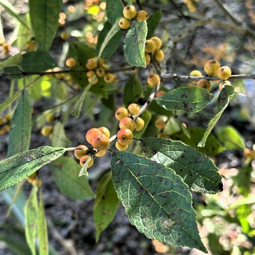 GPOD on the Road: Exploring Atlanta Botanical Garden, Gainesville - Fine Gardening