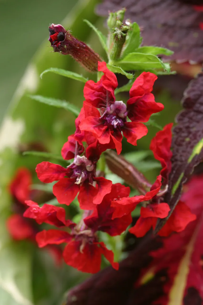 Flamenco Samba bat-faced cuphea, Cuphea llavea, red flowers, purple foliage, tender perennial, summer garden