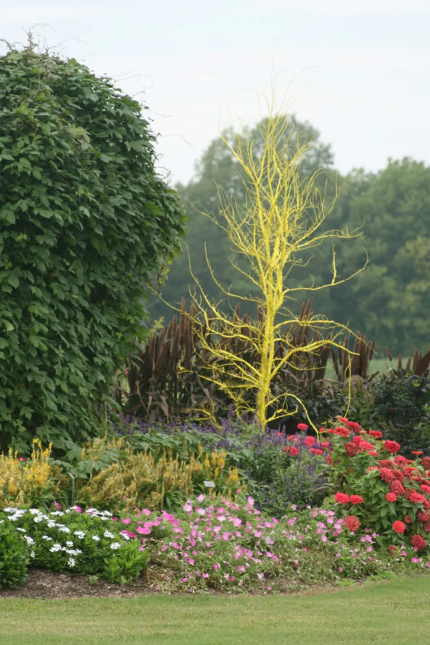 painted dead tree, colorful garden focal point, West Tennessee Research and Education Center, Jackson Tennessee garden, garden art
