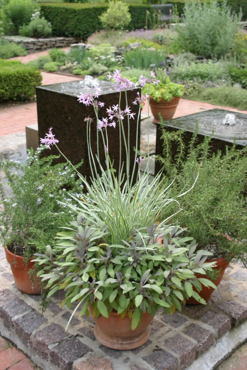 variegated society garlic, Tulbaghia violacea Variegata, purple garden sage, Salvia officinalis Purpurascens, herb container, Toledo Botanical Garden