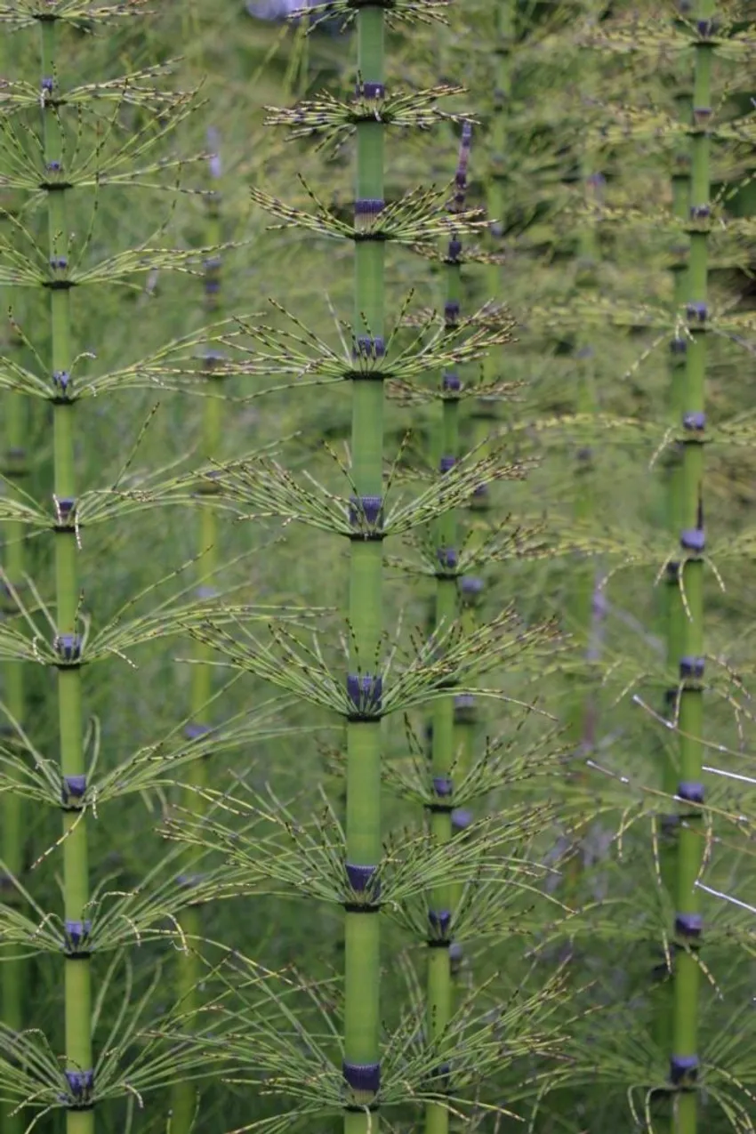 giant horsetail, Equisetum giganteum, prehistoric plant, green jointed stems, moist garden, Golden Gate Park, San Francisco