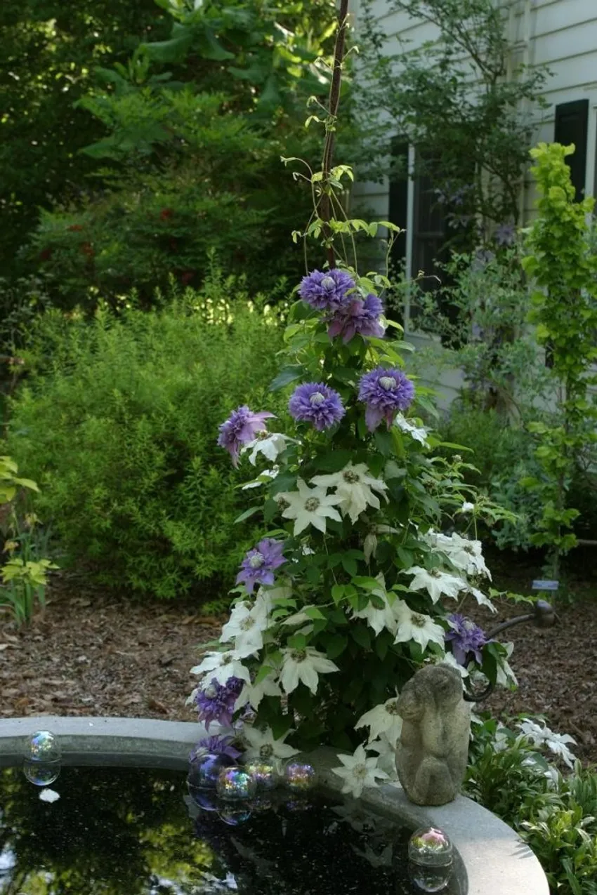 clematis vines, contrasting clematis flowers, iridescent garden ornaments, Eve Thyrum garden, Wilmington Delaware, flowering vines