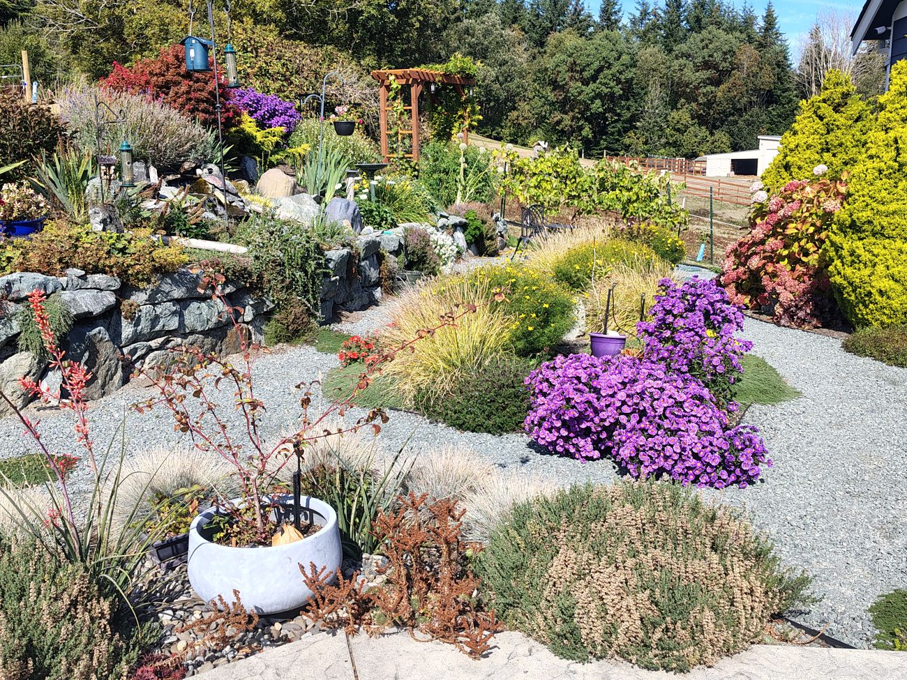 sloped rock garden, creeping thyme, trailing rosemary, asters, hydrangeas, gravel paths, stone retaining wall, Camano Island Washington garden