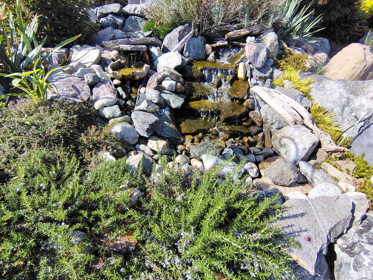 stone garden waterfall, rock garden, trailing rosemary, driftwood, sloped landscape, Camano Island Washington garden