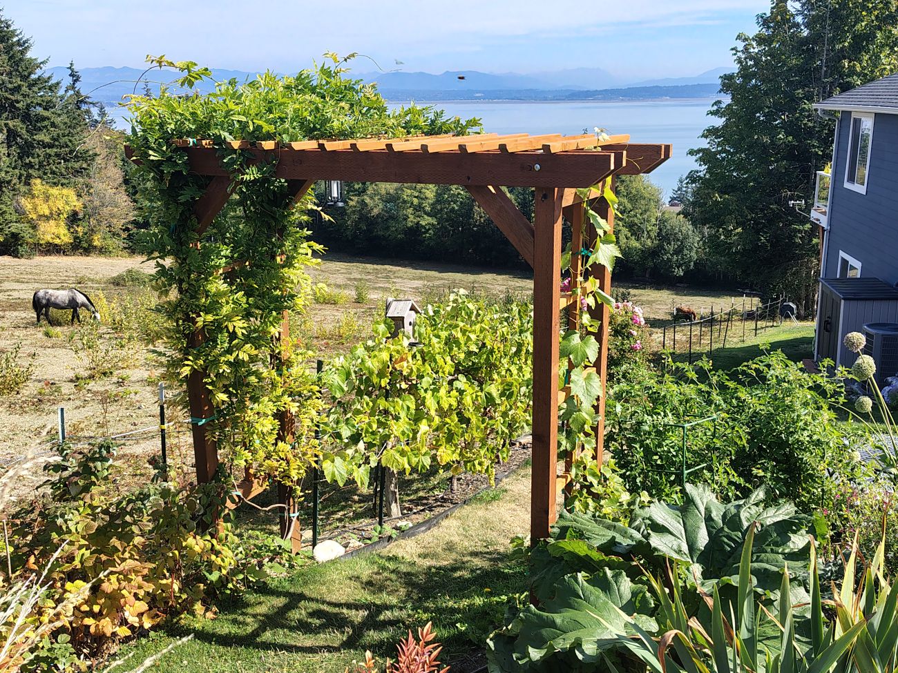 wooden garden arbor, grapevines, wisteria, raised garden beds, neighboring horse pasture, bay view, Cascade Mountains, Camano Island Washington