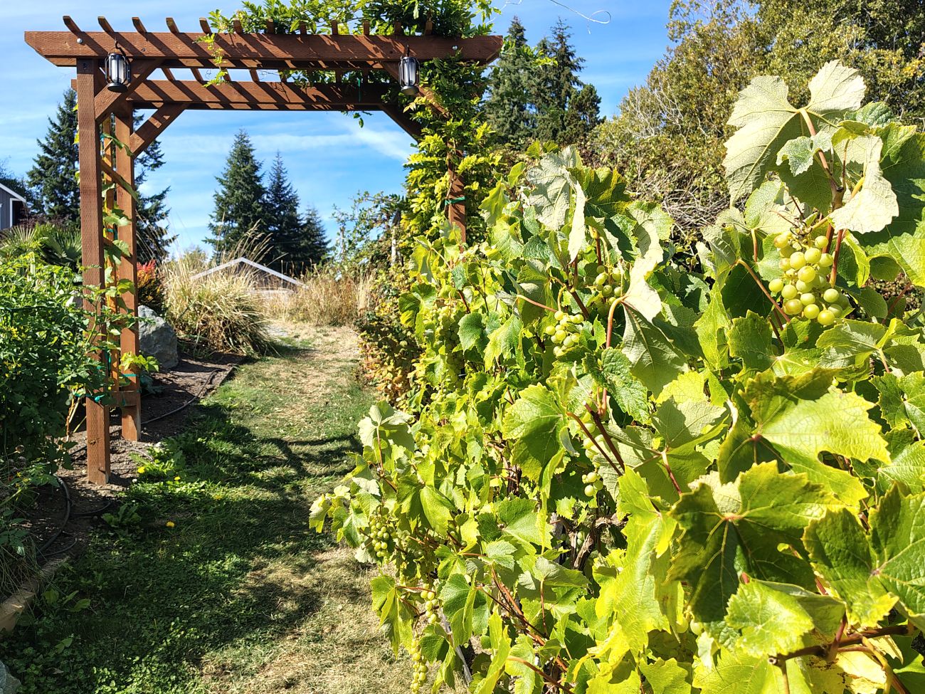wooden garden arbor, grapevines, clusters of green grapes, gravel garden path, climbing vines, Camano Island Washington garden