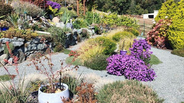 Japanese wisteria - Fine Gardening