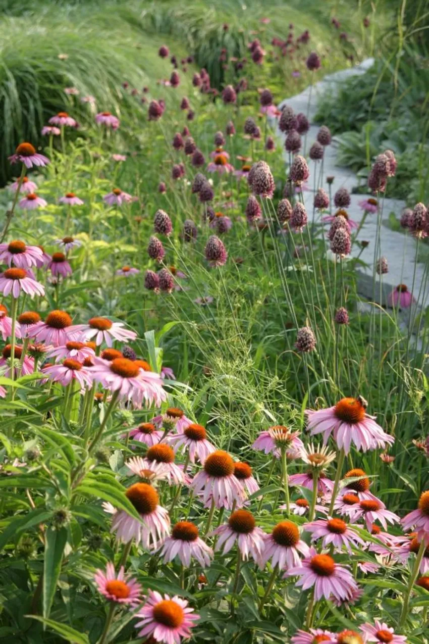 purple coneflower, Echinacea purpurea, drumstick allium, Allium sphaerocephalon, pink and purple flowers, meadow-style planting, Michigan State University healing garden