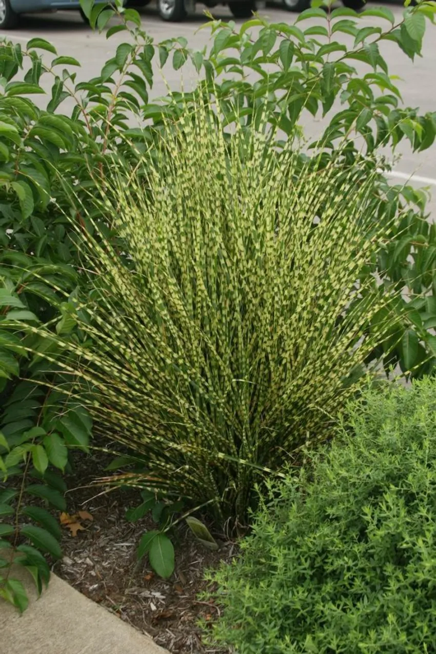 ‘Gold Bar’ miscanthus, Miscanthus sinensis ‘Gold Bar’, yellow-banded ornamental grass, variegated foliage, West Tennessee Research and Education Center