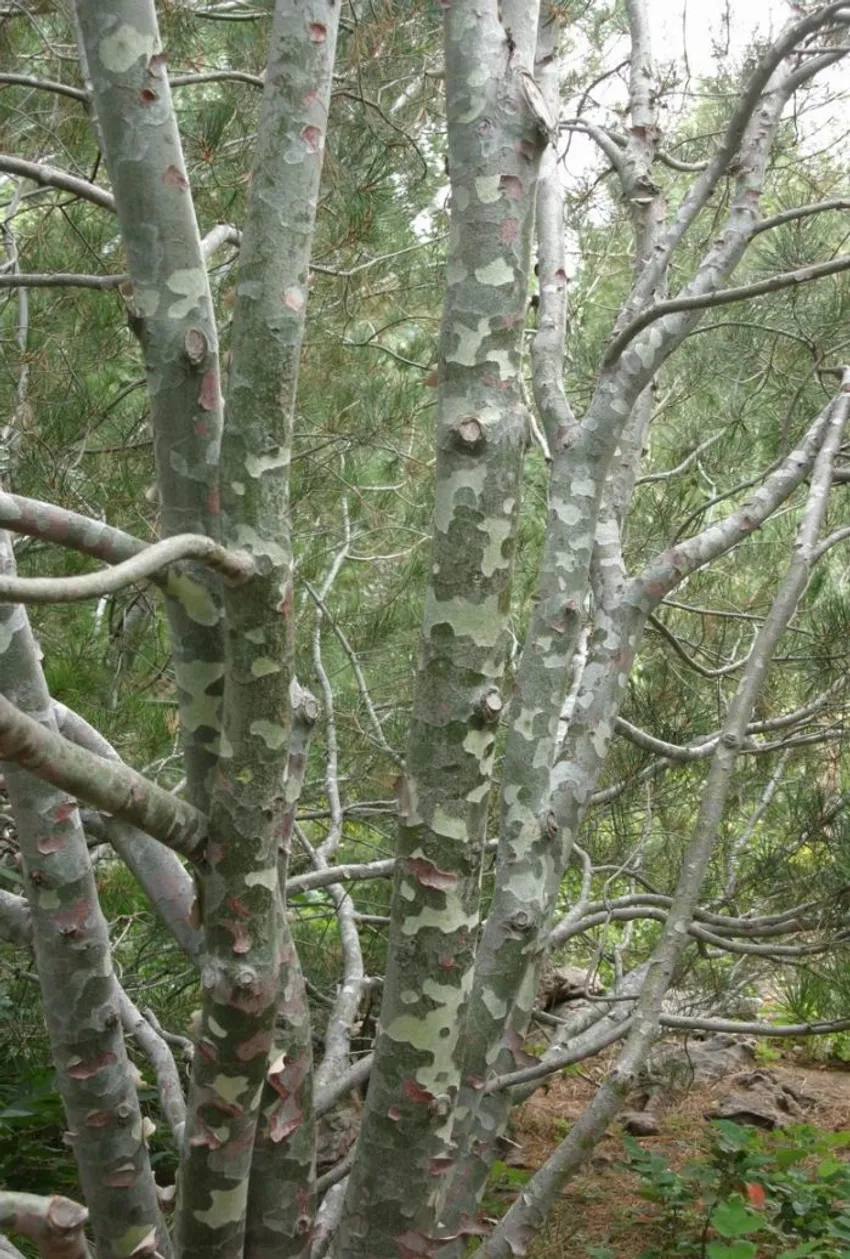 lacebark pine, Pinus bungeana, mottled peeling bark, multicolored tree trunk, Denver Botanic Gardens