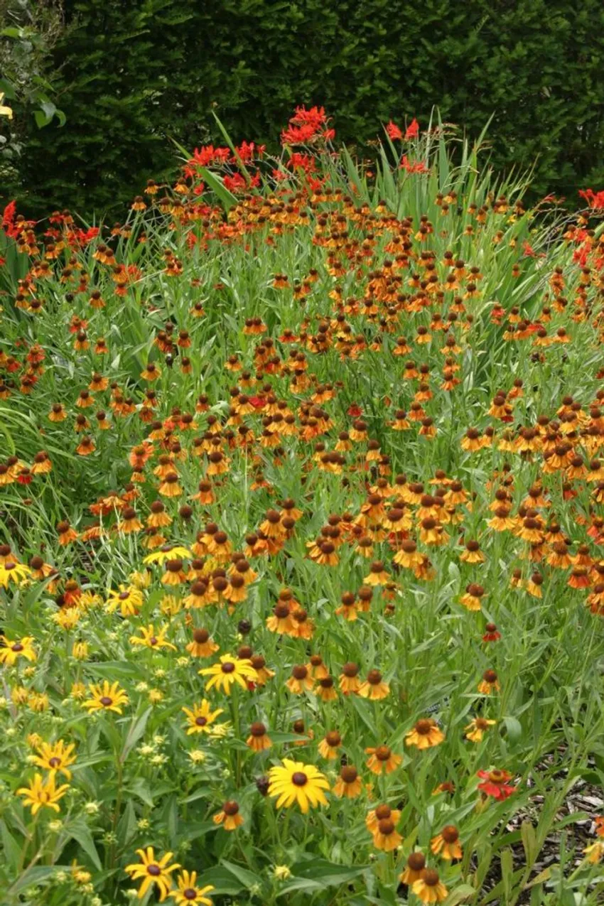 black-eyed Susan, sneezeweed, ‘Lucifer’ crocosmia, yellow orange and red flowers, colorful perennial combination, Toledo Botanical Garden