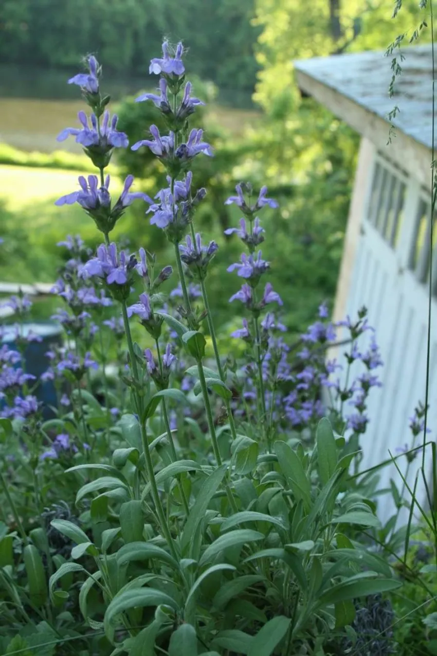 common sage, Salvia officinalis, purple sage flowers, gray-green foliage, flowering culinary herb, Connecticut garden