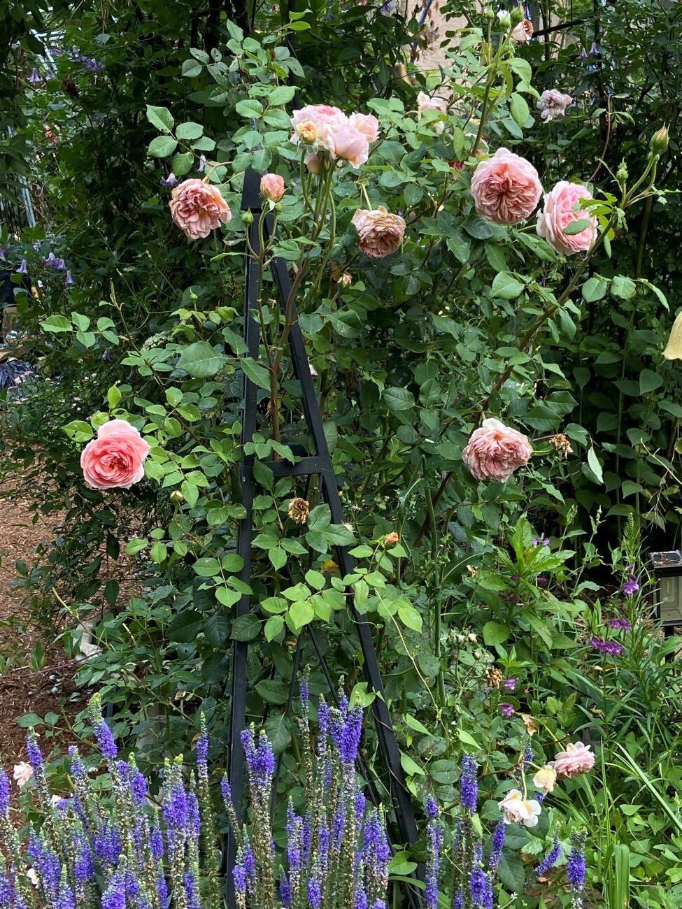 ‘Abraham Darby’ rose, apricot-pink roses, purple veronica flower spikes, perennial plant combination, Dot’s Pennsylvania garden