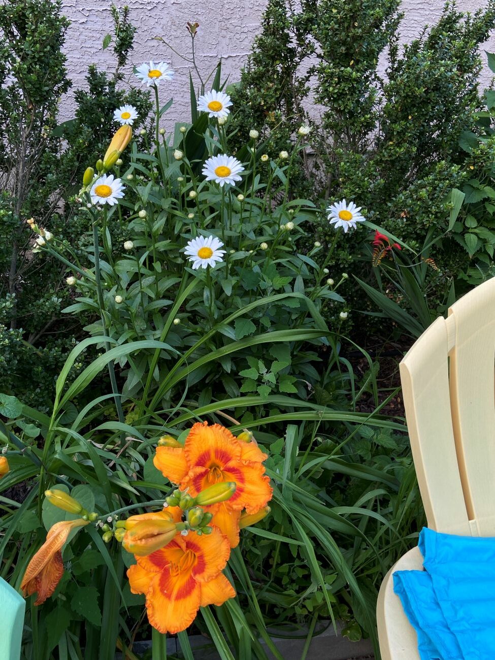 orange daylily, white Shasta daisies, yellow flower centers, summer perennial combination, Dot’s Pennsylvania garden