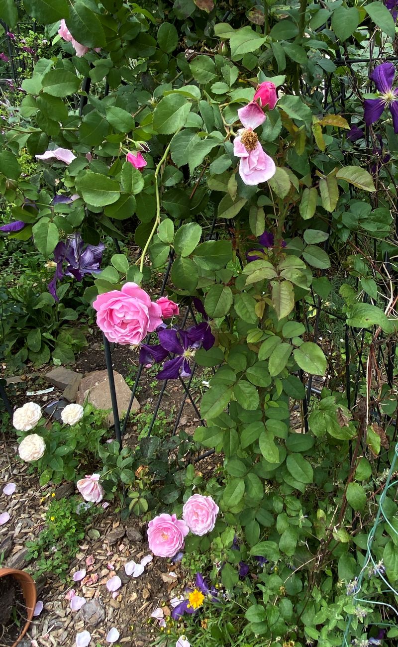 Fragrant Cathedral Bells rose, pink roses, ‘Jackmanii’ clematis, deep purple clematis flowers, climbing plants on garden support, Dot’s Pennsylvania garden