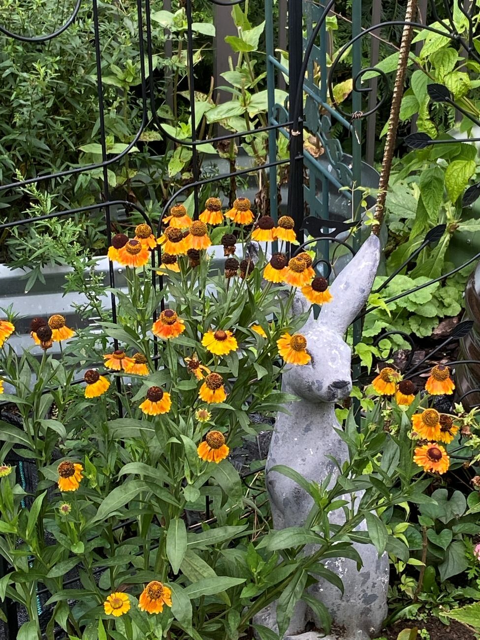 orange helenium flowers, dark flower centers, rabbit garden statue, late-summer perennial garden, Dot’s Pennsylvania garden