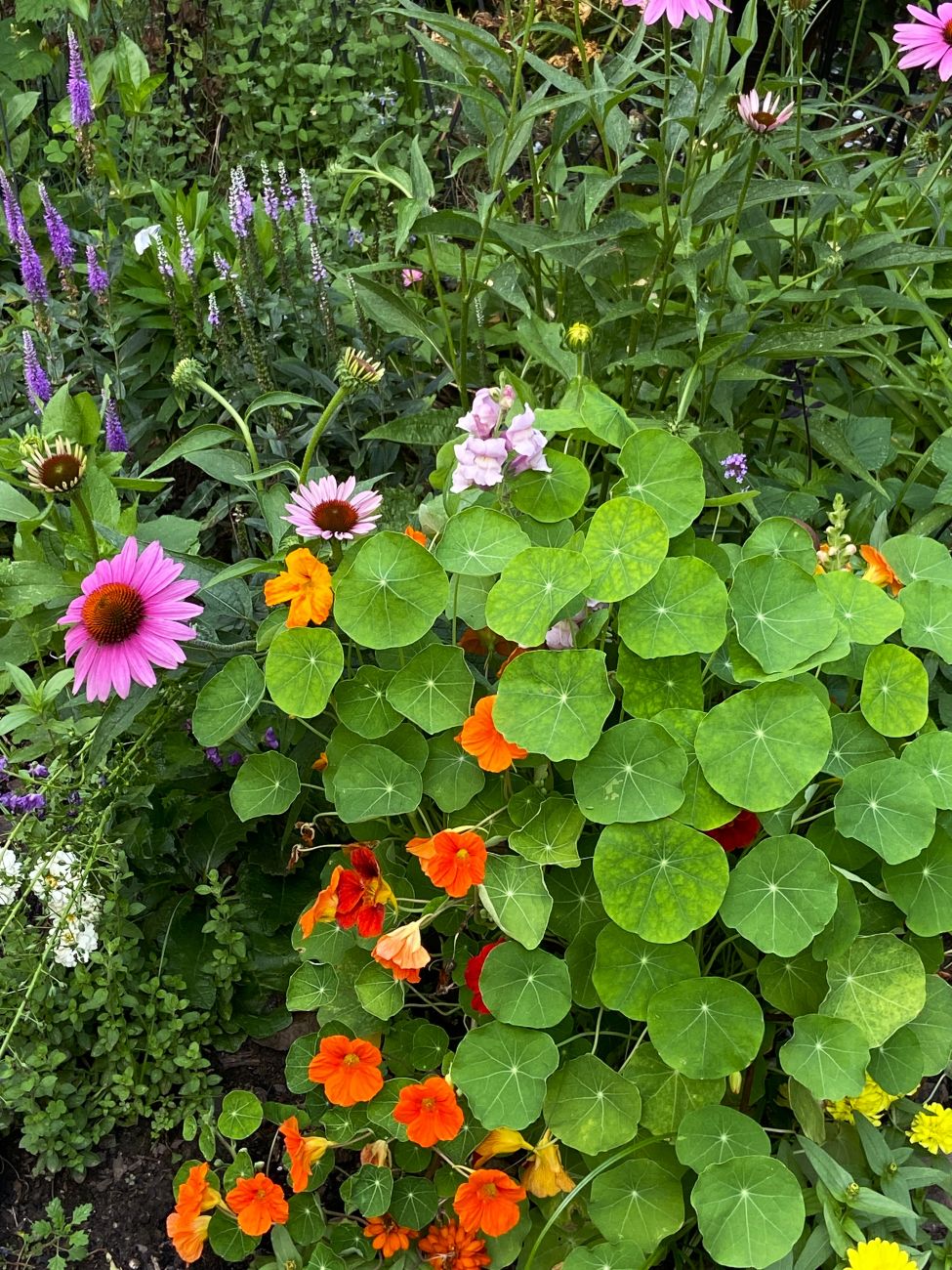 orange nasturtiums, round green nasturtium leaves, purple coneflowers, pink coneflower blooms, orange and pink plant combination, Dot’s Pennsylvania garden