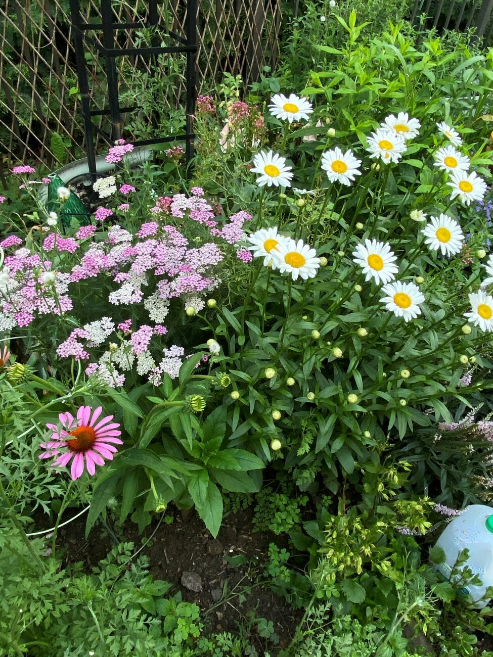 white Shasta daisies, purple coneflowers, pink and white yarrow, mixed perennial border, pink and white summer flowers, Dot’s Pennsylvania garden