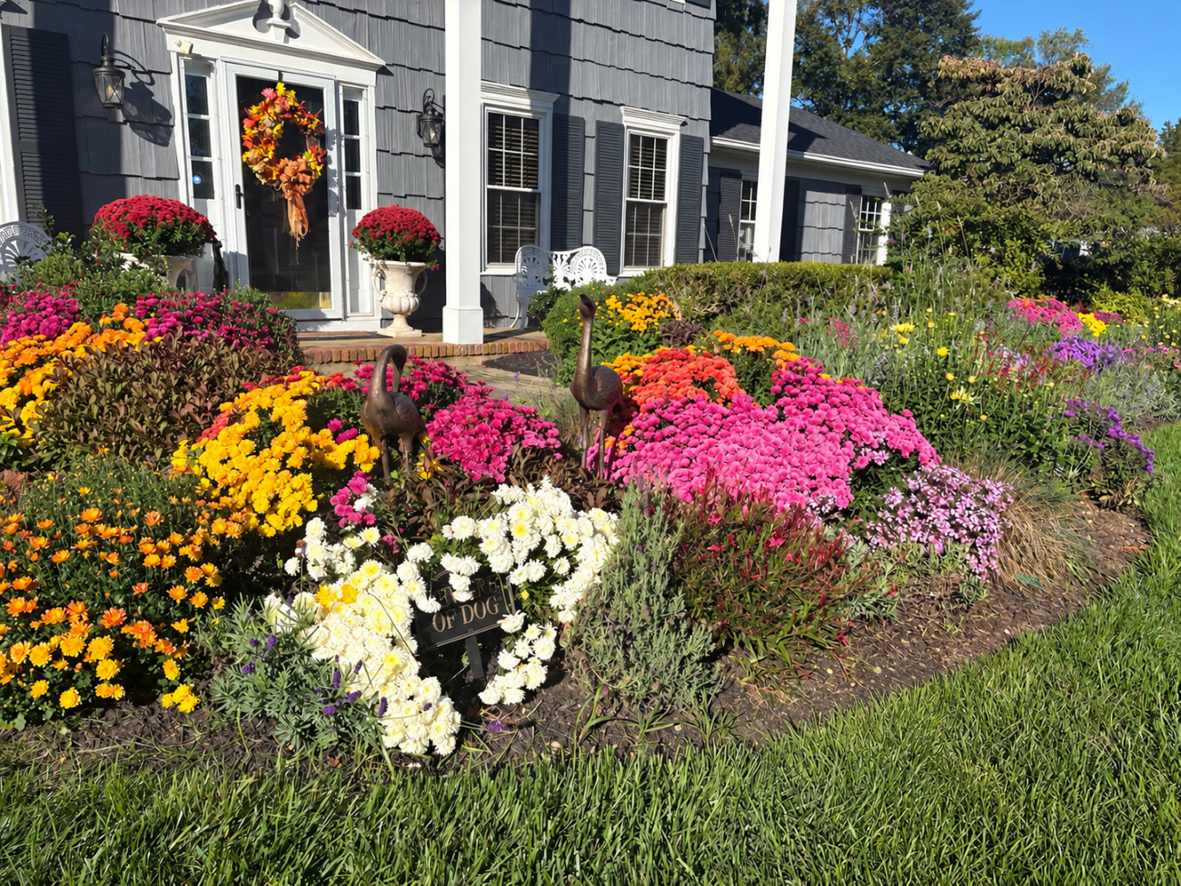 fall perennial garden, ornamental grasses, garden mums, purple flowers, layered garden border, sunlight, Readington New Jersey garden