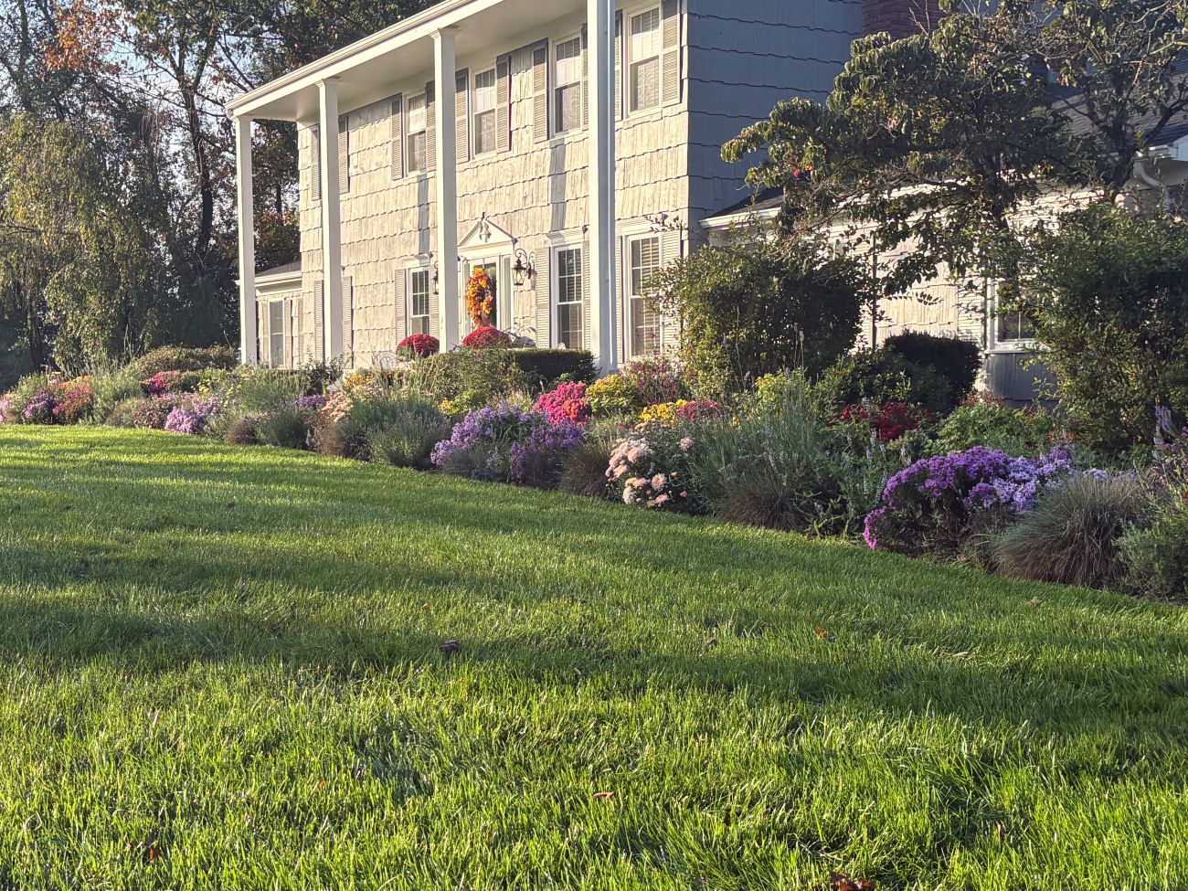 front yard perennial border, purple asters, garden mums, ornamental grasses, colorful fall flowers, Readington New Jersey home