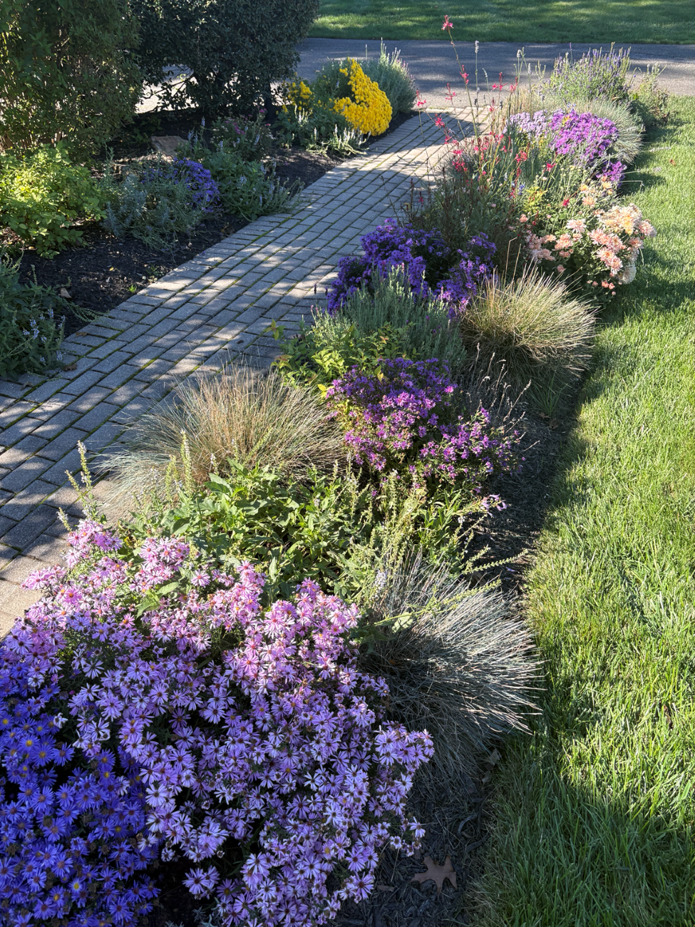 purple asters, ornamental grasses, brick walkway, repeating perennial plantings, purple fall flowers, Readington New Jersey garden