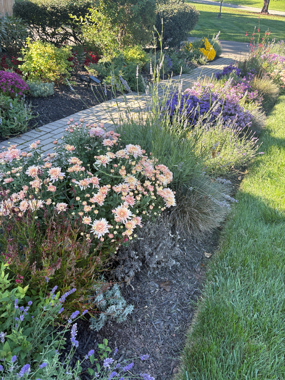 brick garden walkway, purple asters, garden mums, ornamental grasses, layered perennial border, fall garden, Readington New Jersey garden