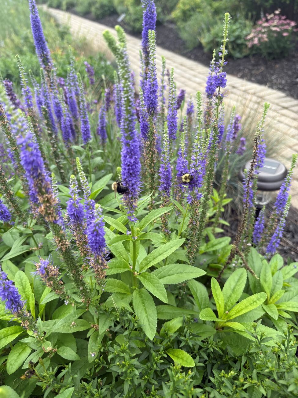 purple speedwell flowers, bumblebee, pollinator garden, purple flower spikes, late-season blooms, Readington New Jersey garden