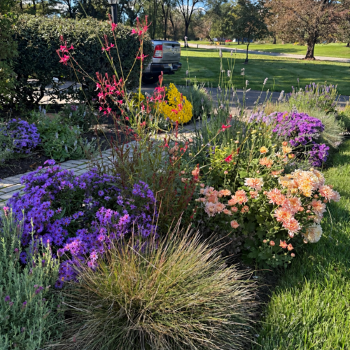 A Front Garden Designed for Fall Color - Fine Gardening