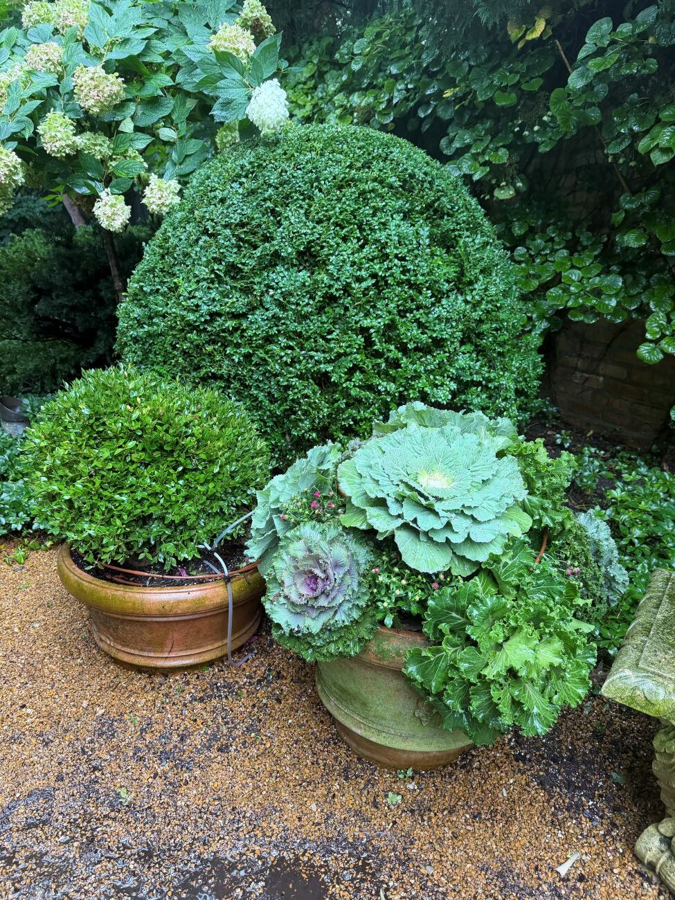 Fall container gardening, ornamental cabbage and kale, terracotta planter, clipped boxwood topiary, formal evergreen garden, hydrangea flowers