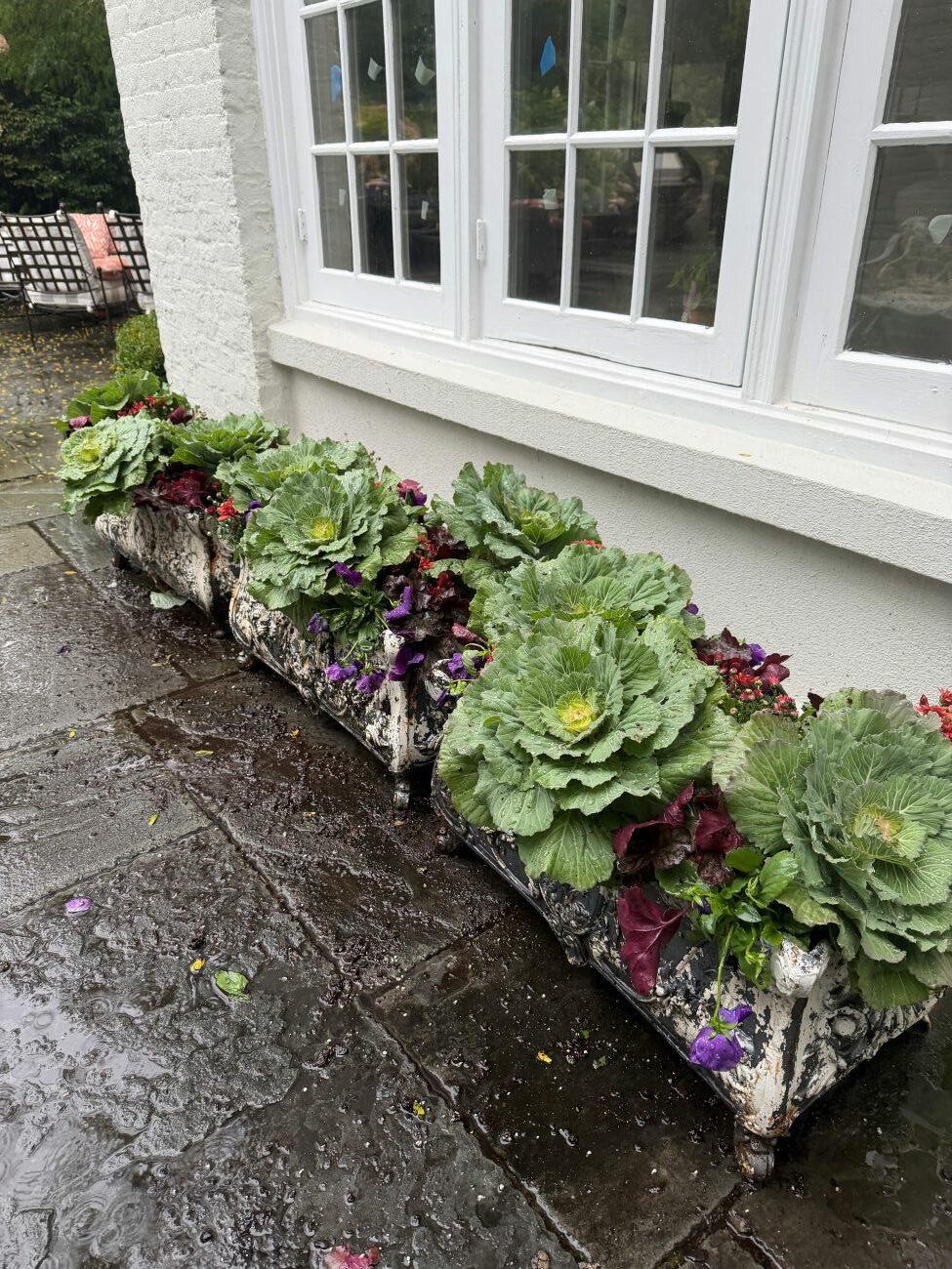Fall window planters, ornamental cabbage and kale, purple pansies, burgundy foliage, weathered rectangular containers, seasonal garden color