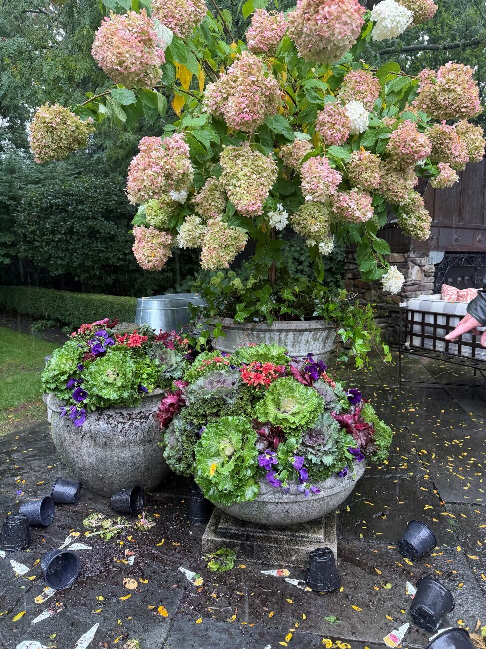 Fall patio containers, ornamental cabbage and kale, purple pansies, red flowers, pink panicle hydrangea, autumn garden design