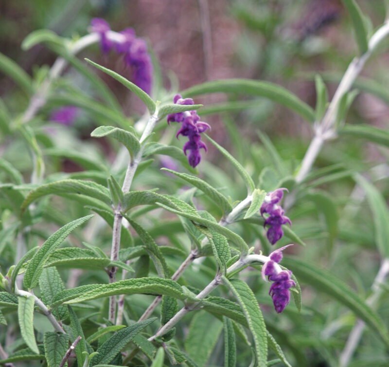 'Santa Barbara' sage