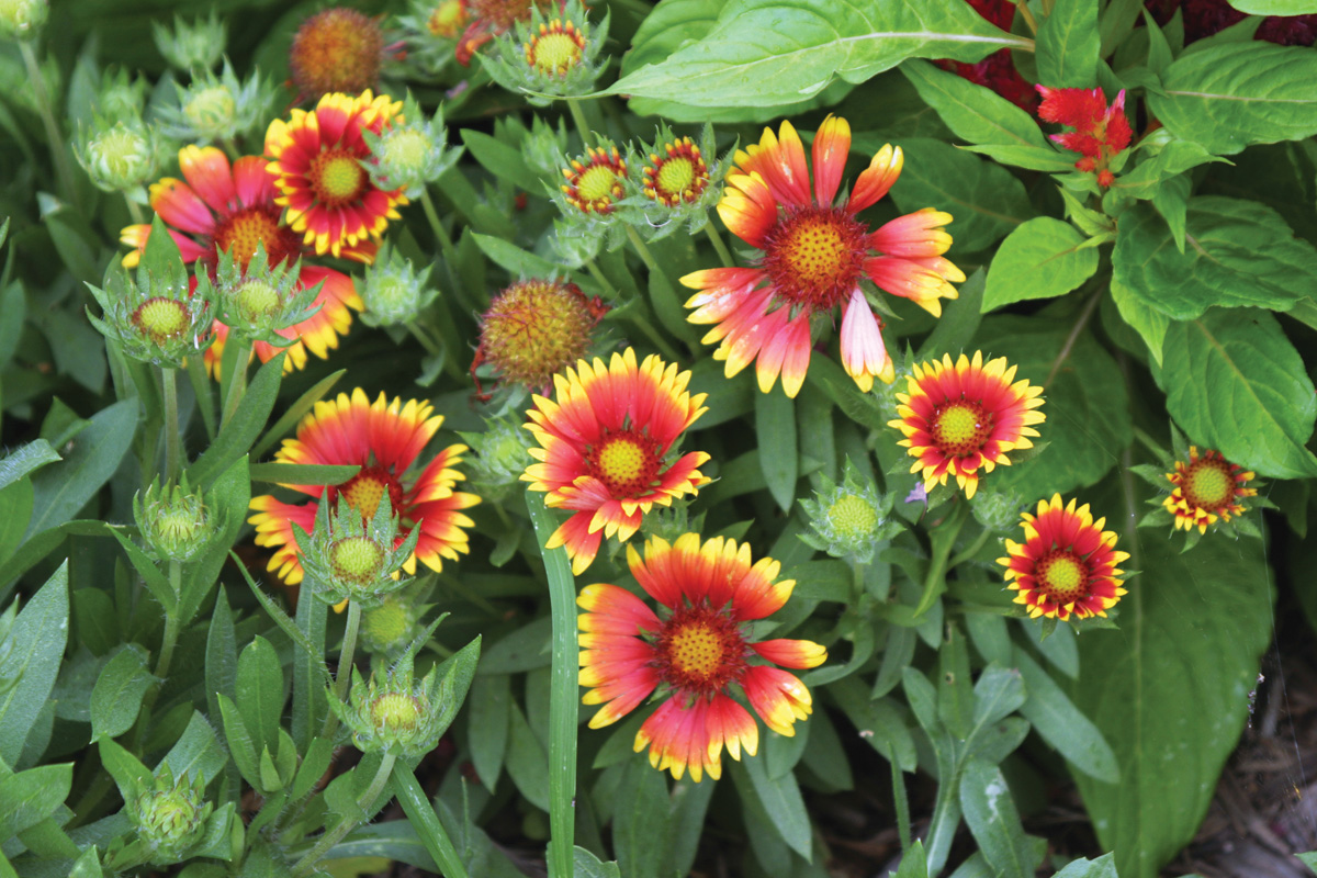 Firewheel