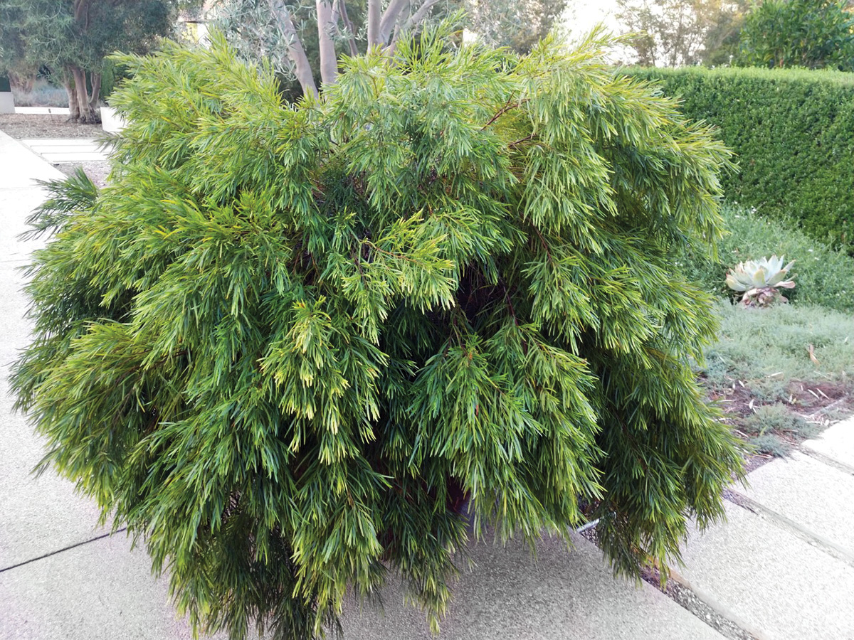 ‘Cousin Itt’ acacia