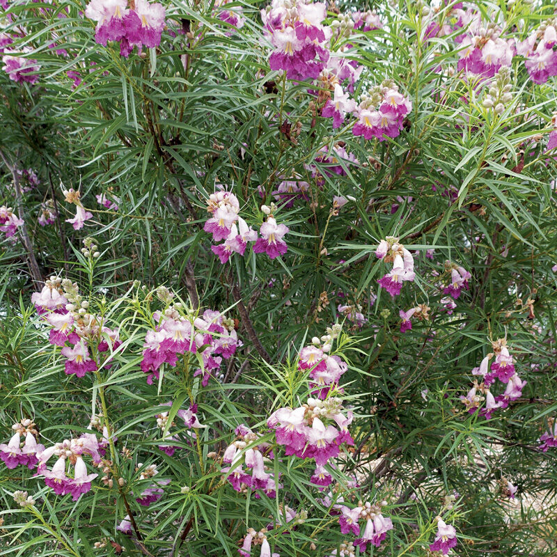 Desert willow