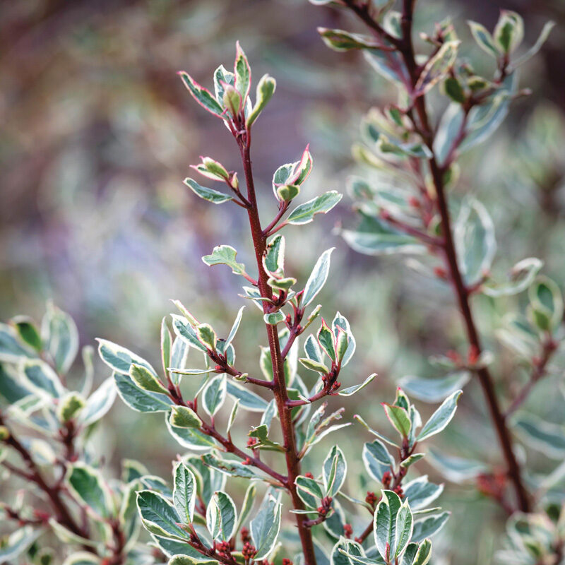 Variegated Italian buckthorn