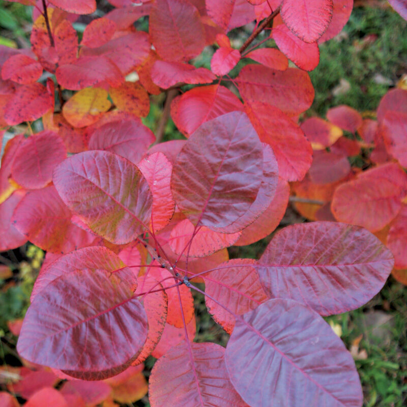‘Grace’ smokebush