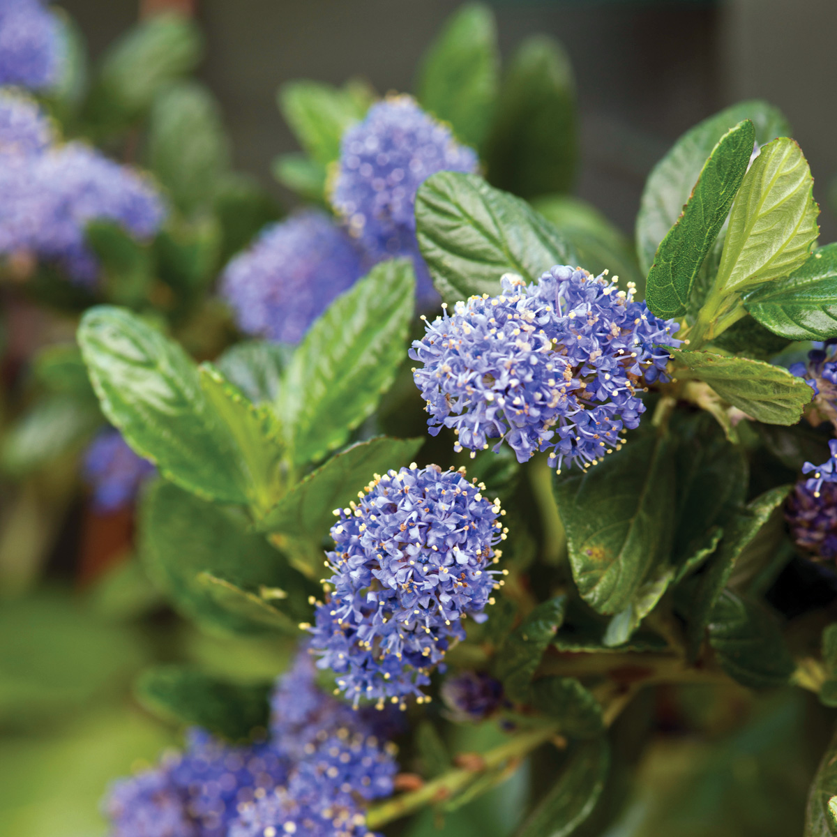 ‘Yankee Point’ California lilac