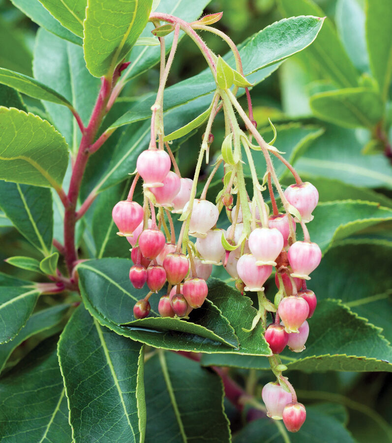 ‘Marina’ strawberry tree