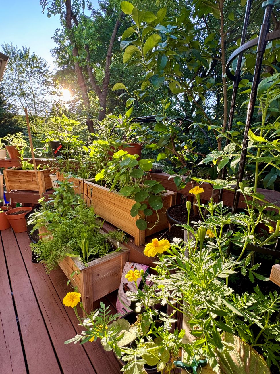 Productive container garden, wooden raised planters, vegetables and herbs, yellow flowers, edible gardening, sunny Maryland deck